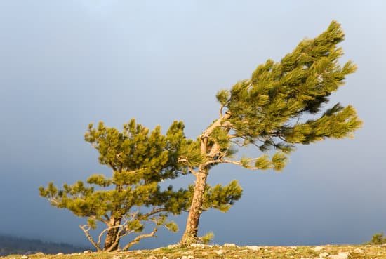 canva pine trees MAC5wSbJRUk