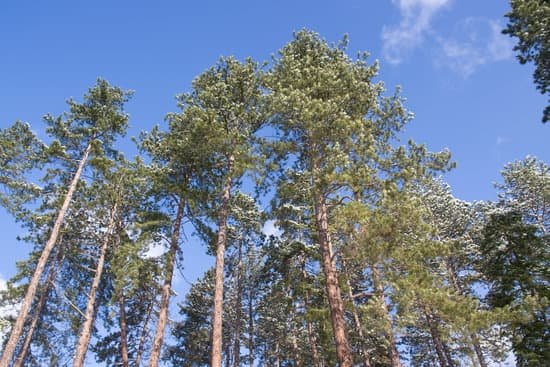 canva pine trees MAC6fzY5QBQ