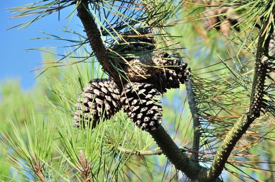 canva pine trees MADA9M4 PBI