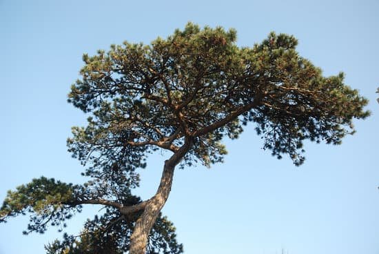 canva pine trees MADBQsIsJUo