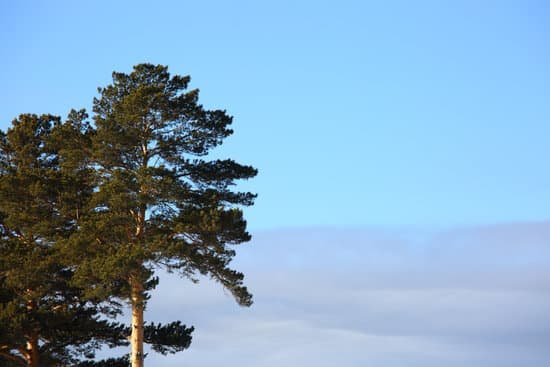canva pine trees MAEESlLIdec