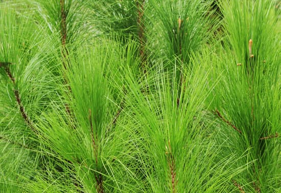 canva pine trees MAEE BDzvJ0