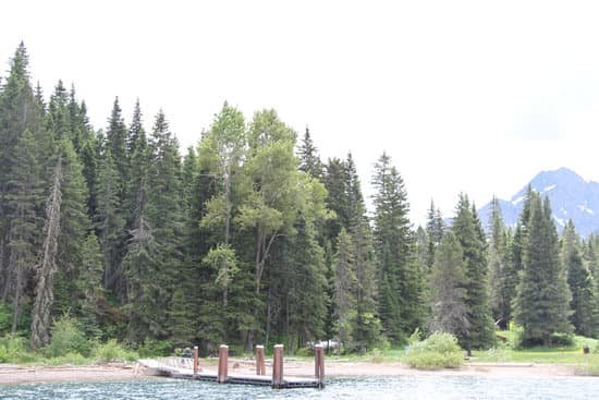 canva pine trees by lake MADBdn1 VmU