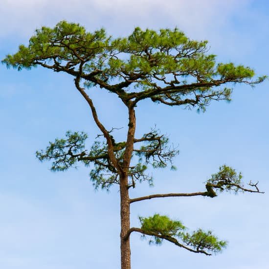 canva pines tree MADBSQGImLE