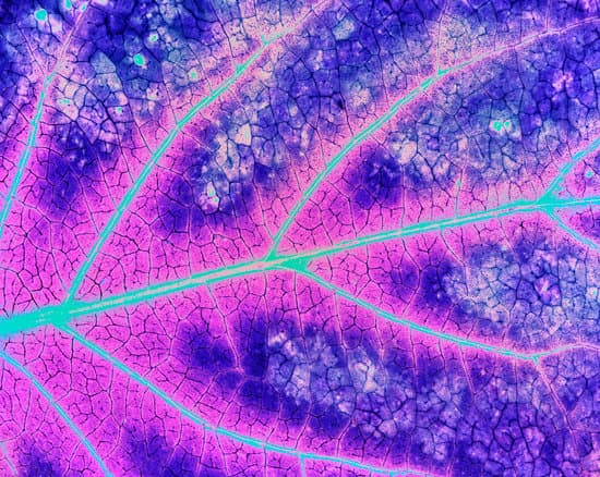 canva pink and violet leaf MAES QcgjdI