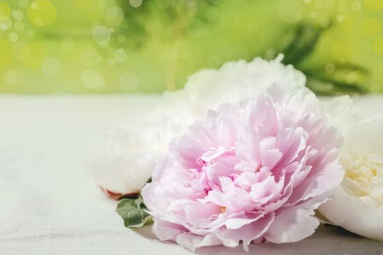 canva pink and white peonies MAEBB9nBEck