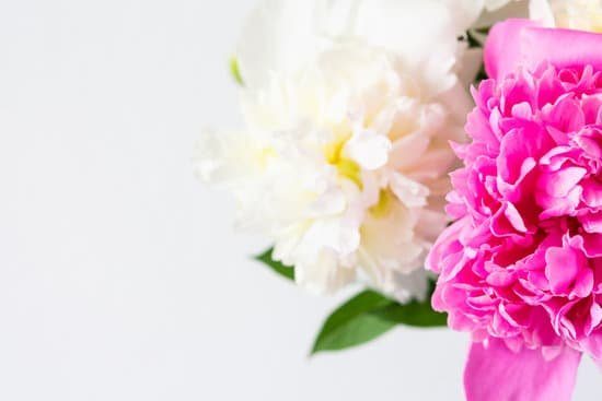 canva pink and white peonies on a white background MAEL WdPJnM