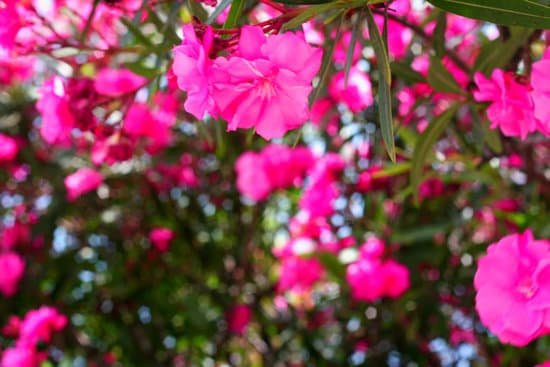 canva pink oleander