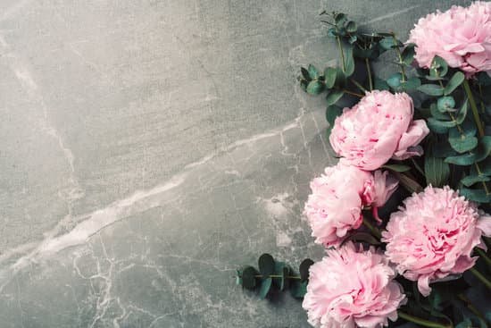 canva pink peonies and eucalyptus on concrete background MAEGyUOXQH4