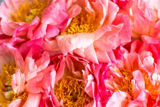 canva pink peonies background MAEL5A7bimM