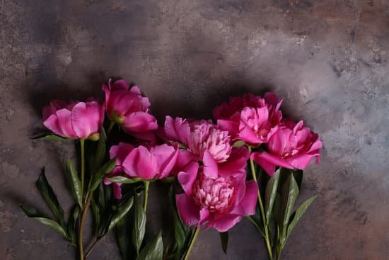 canva pink peonies on a concrete background MAD 3TU5W4w