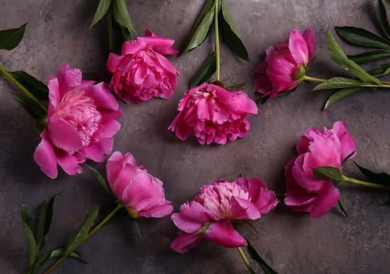 canva pink peonies on concrete background MAD 3SqR CU