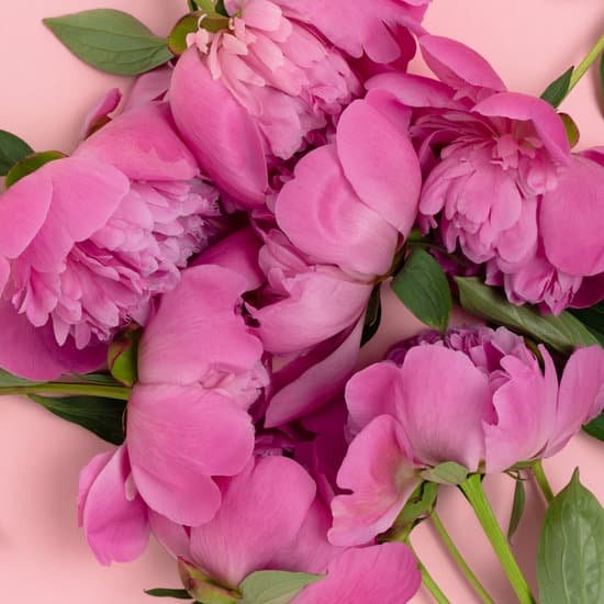 canva pink peonies on pink background MAEB TMq J8