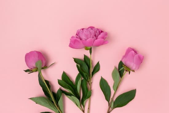 canva pink peonies on pink background MAEB ctN4Mc