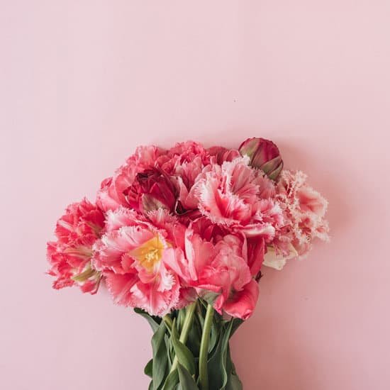 canva pink peonies on pink background MAEBBE0 94g