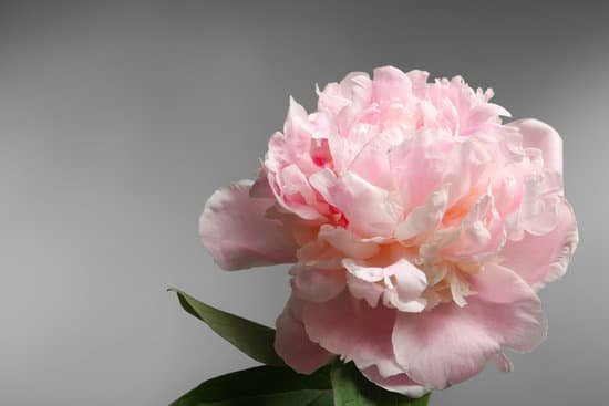 canva pink peony copy space