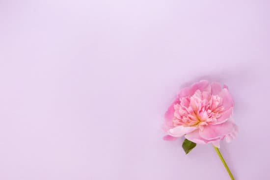 canva pink peony flower MAECHbutgoE