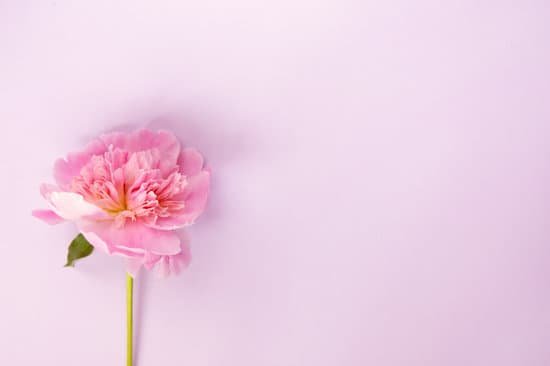 canva pink peony flower MAECHekaEAM