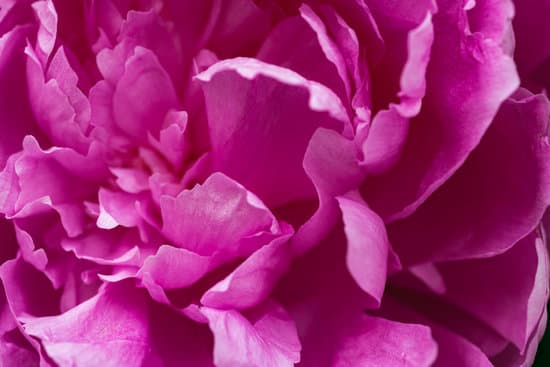 canva pink peony flower MAEOCTfwSVA