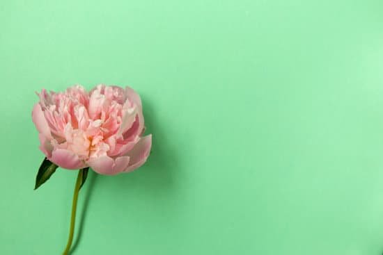 canva pink peony flower on light green background MAECHYzlY4k