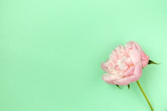 canva pink peony flower on light green background MAECHdYinJQ