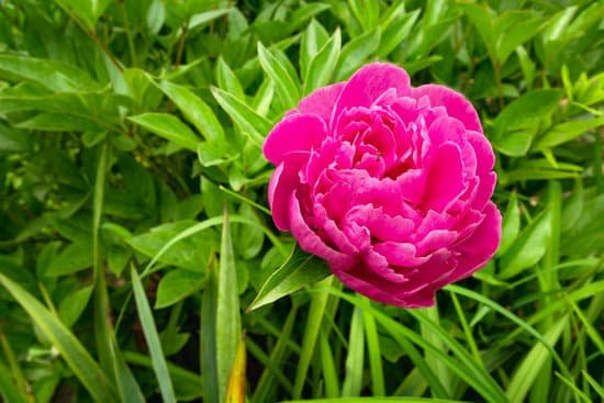 canva pink peony flower with green leaves MAD 55WINRc