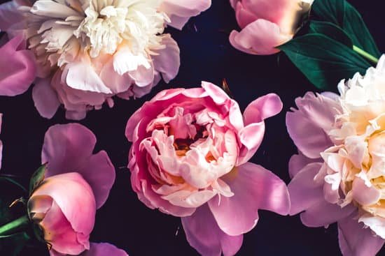canva pink peony flowers MAD