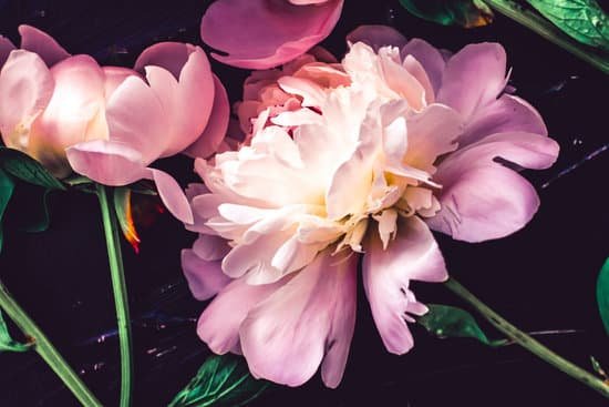 canva pink peony flowers on dark background MAD SIhedUo