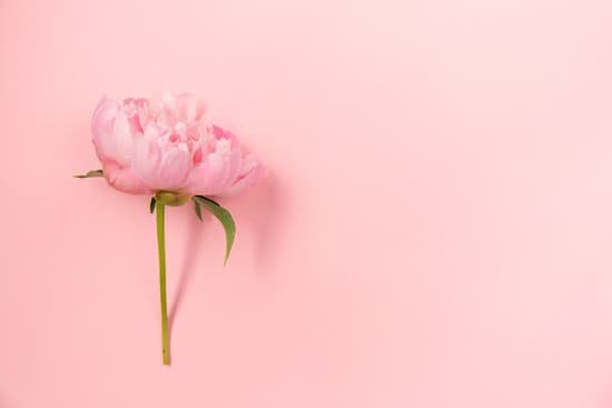 canva pink peony on pink background MAECHX41eqg