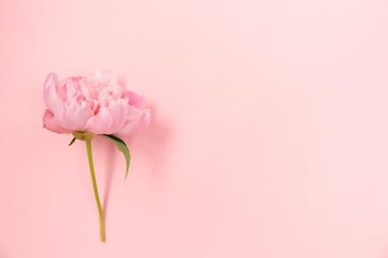 canva pink peony on pink background MAECHbAKcEU