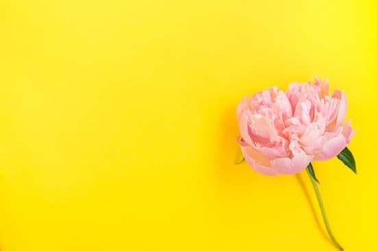 canva pink peony on yellow background MAECHayPTro