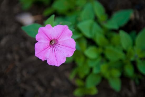 canva pink petunia flower MADA8PYUBv8