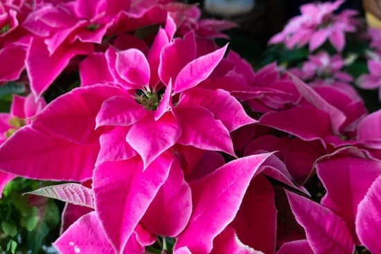 canva pink poinsettia flowers MAD 2