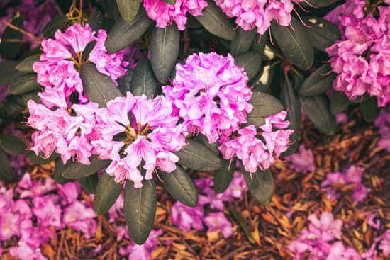 canva pink rhododendron flowers MAEOCbcP2ns