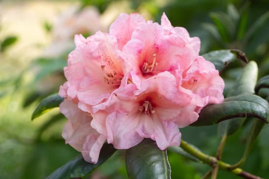 canva pink rhododendron flowers MAEQzLoAIok