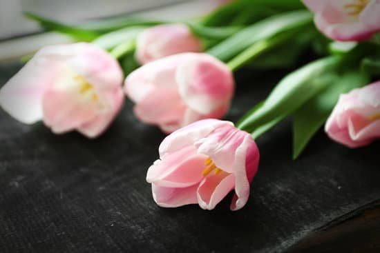 canva pink tulip flowers MAD Qit ArE