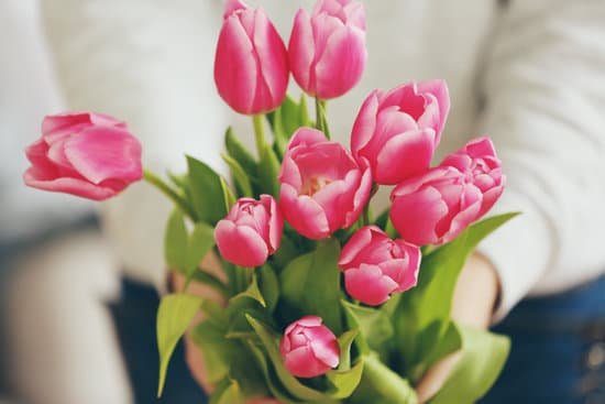 canva pink tulip flowers MAD QvtCWJY