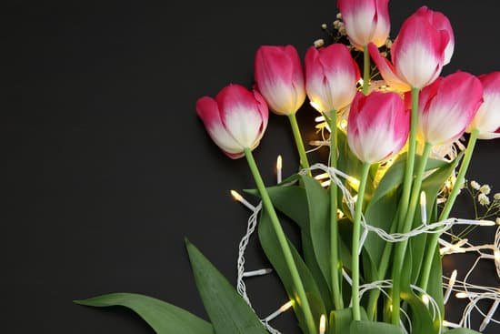 canva pink tulips and string lights on dark background MAD QmQMF0U