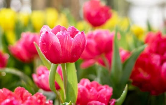 canva pink tulips in garden MAEQ1EWVMhM