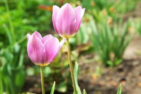 canva pink tulips over flowerbed MAD
