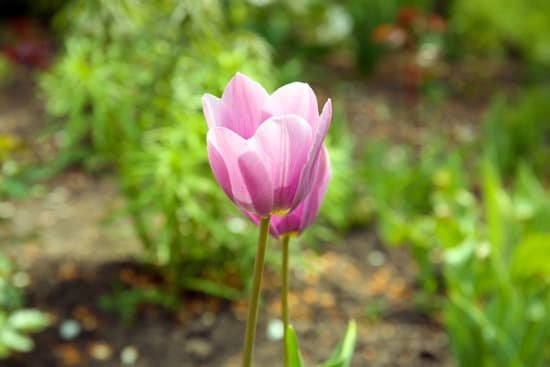canva pink tulips over flowerbed background MAD McbF q0