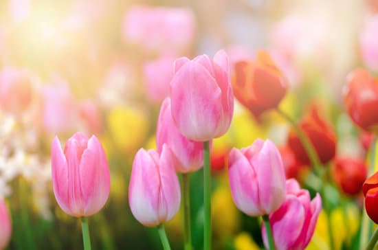 canva pink tulips up close MAESOnuLJKc