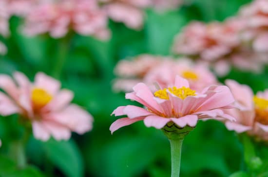 canva pink zinnia flowers outdoors MAEQMiWdPok