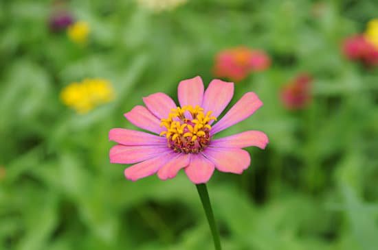 canva pink zinnia. MADE8DFjgog