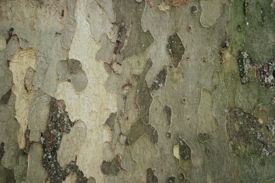 canva platanus sycamore camouflage bark MAEtKcKLnPI
