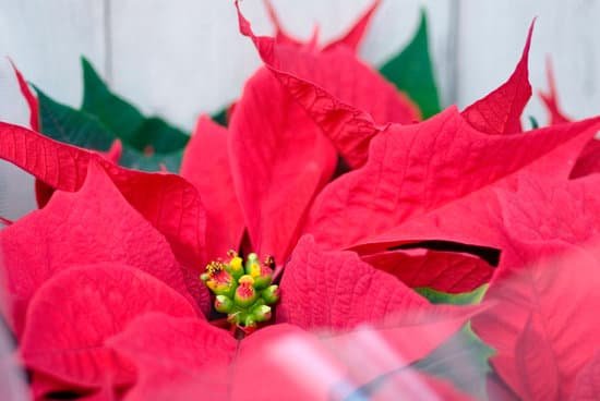 canva poinsettia