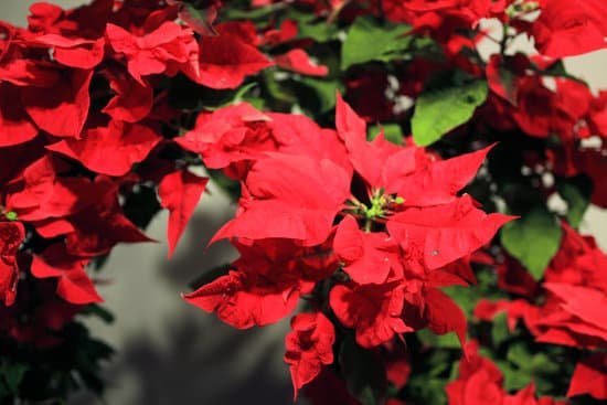 canva poinsettia MAC980I Gpo