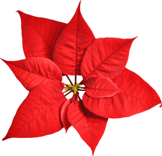 canva poinsettia MACDL5QWqXM