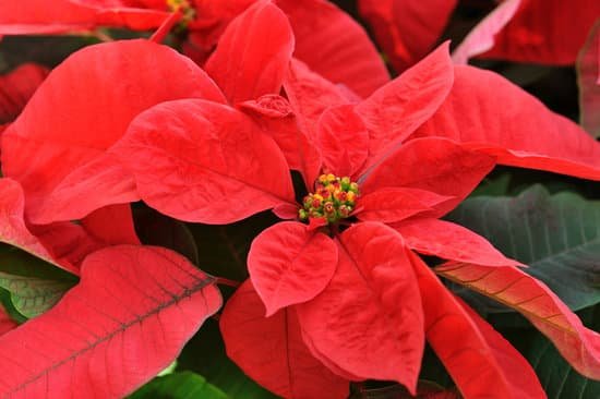 canva poinsettia