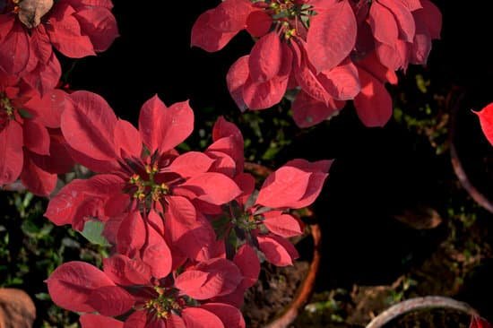 canva poinsettia MADAFvuIpkM